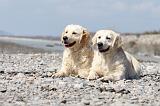 GOLDEN RETRIEVER 429